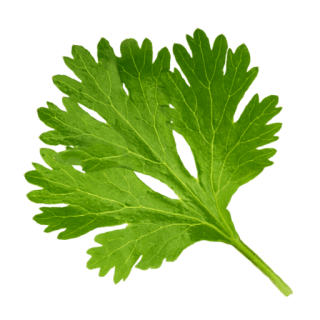 Korianderblatt