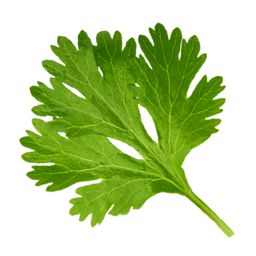 Korianderblatt