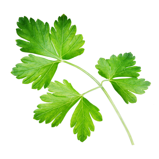 Petersilienzweig