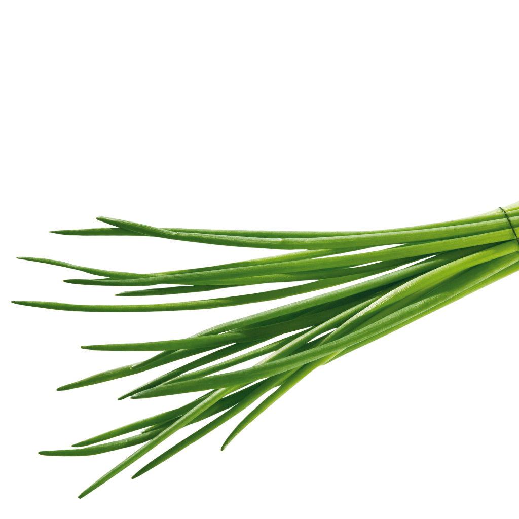 liegender Schnittlauchbund