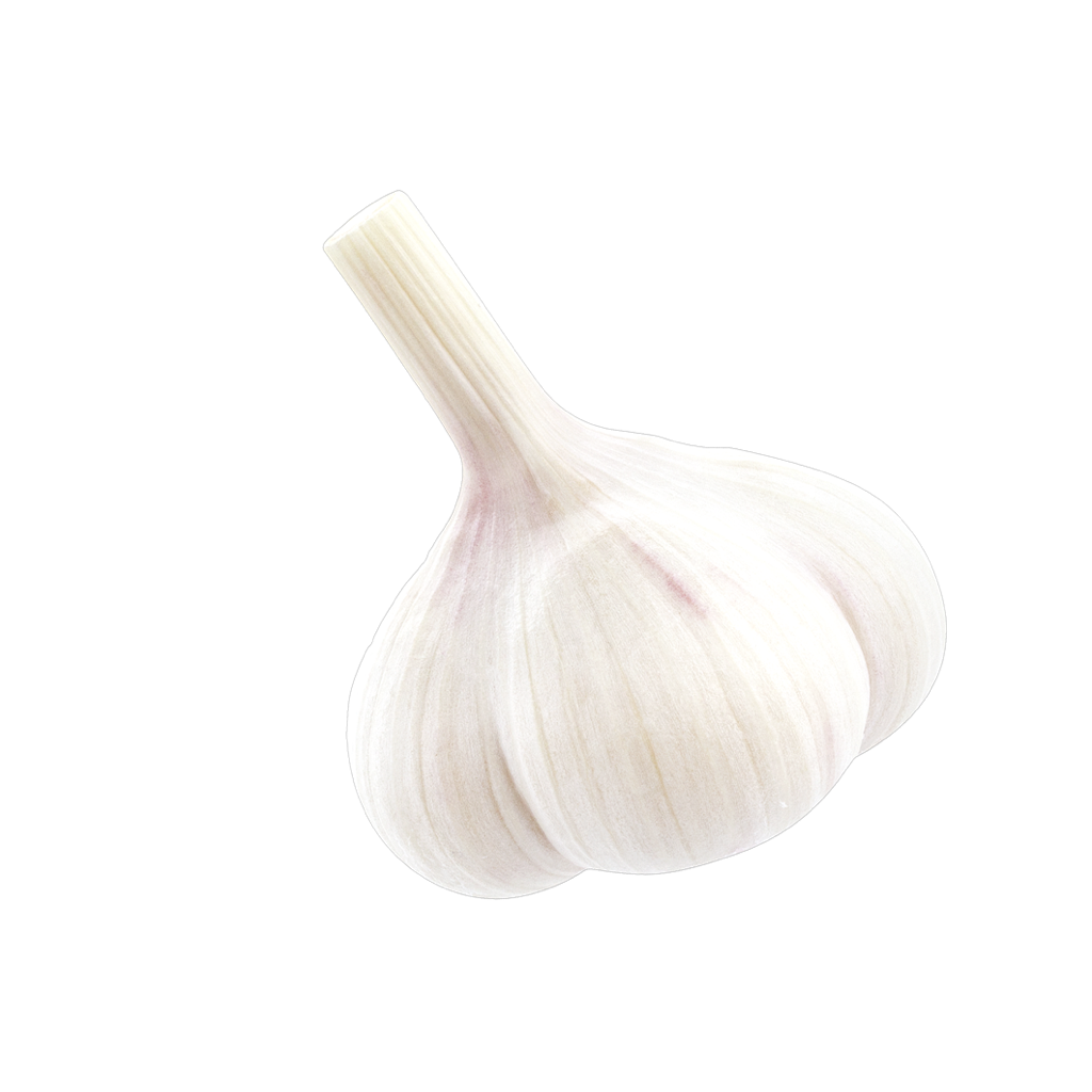 schwebende Knoblauchknolle