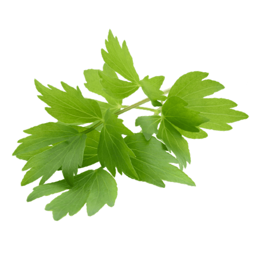 liegender Liebstöckelzweig