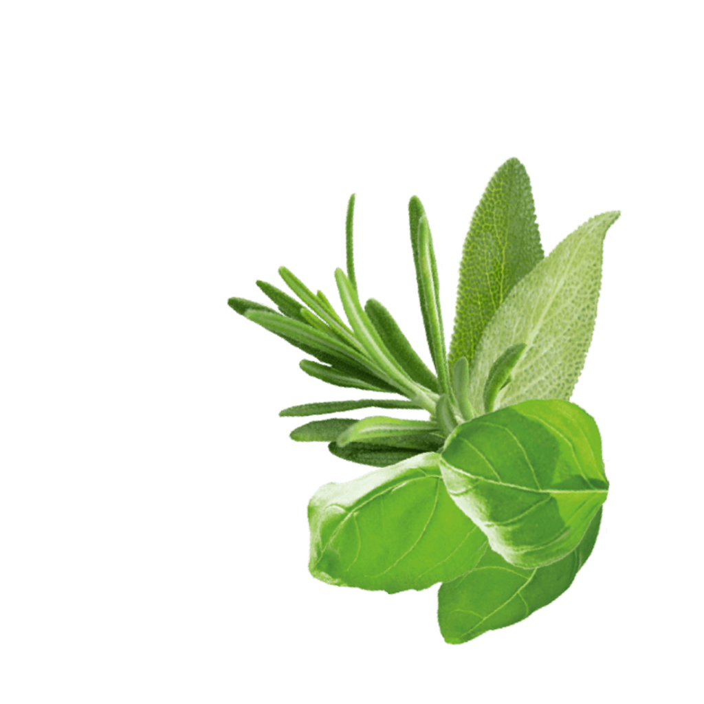 Detail Bio Kräuter