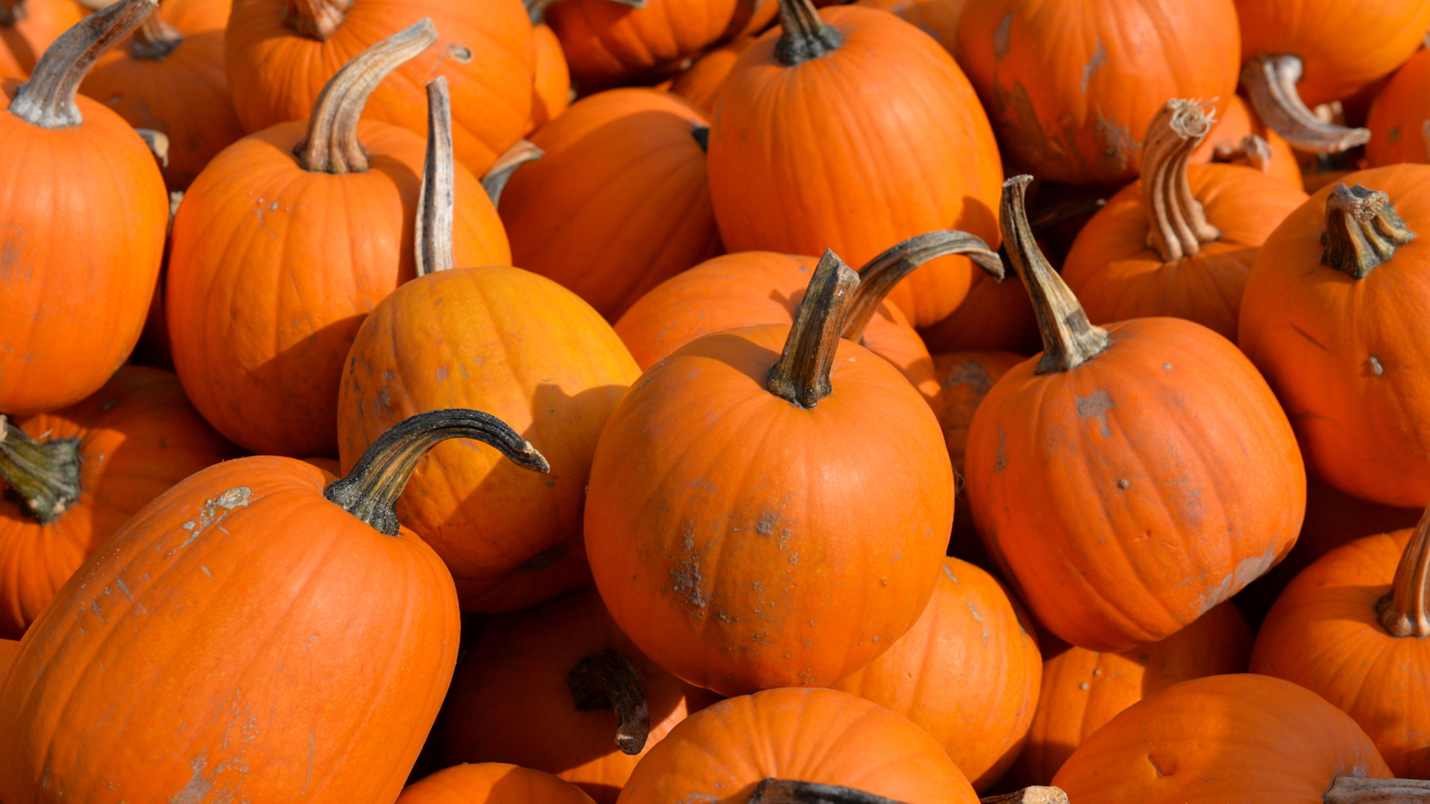 Halloween Kuerbisse